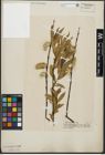 Foto von Salix acutifolia Willd.